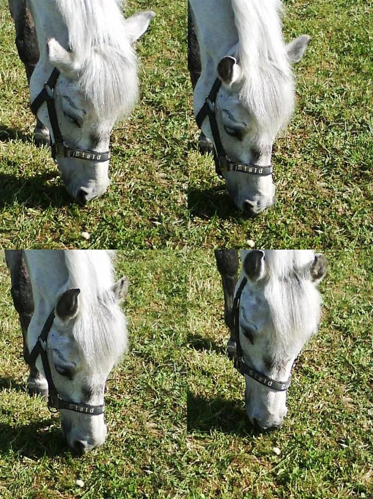 Anden særlig race Dyrkærgård Sping Sky - 5# Springer´basse på fold<3 billede 3