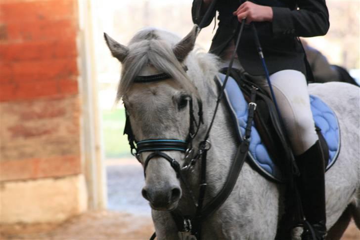 Anden særlig race Dyrkærgård Sping Sky - Stævne SVR <3 Opvarming <3 Foto: Jacqueline s. Tversted, tak (:  billede 7