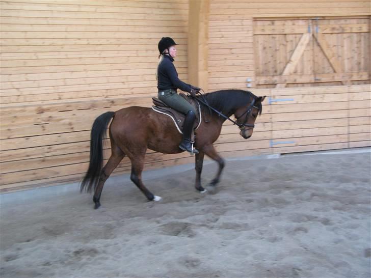 Arabisk fuldblod (OX) Ragina billede 3