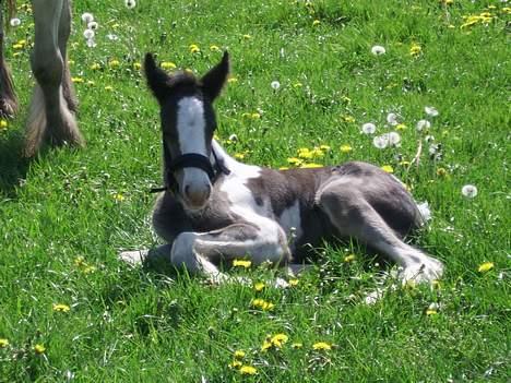 Tinker Engmann´s Chanti Chanel - slapper lige lidt af billede 1