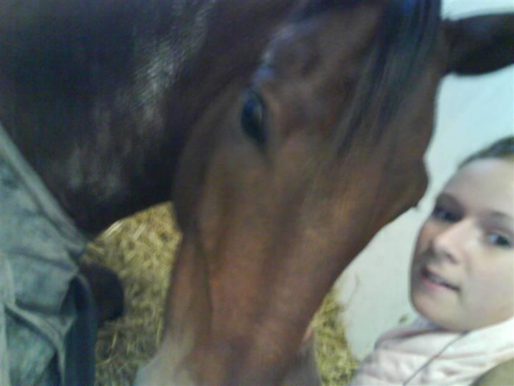 DSP Chicago Kærlund. Solgt - den lille puttegøj billede 2