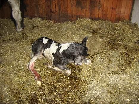 Tinker Engmann´s Chanti Chanel - 20 min gammel billede 2