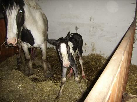 Tinker Engmann´s Chanti Chanel - lige kommet op og stå for første gang billede 3