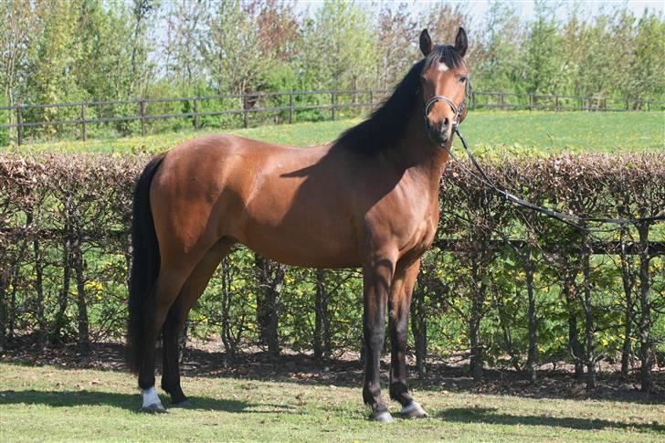 Arabisk fuldblod (OX) Ragina - Maj 2008, Fotograf Monica Petersen billede 7