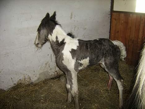 Tinker Engmann´s Chanti Chanel - åhh det er godt at kunne strække sig helt ud billede 4