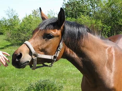 Arabisk fuldblod (OX) Ragina - 1. billed hjemme hos mig d. 3. maj 2007 billede 9