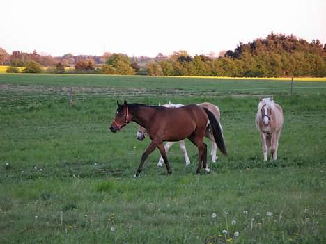 Arabisk fuldblod (OX) Ragina - Ragina sammen med sine nye venner. 2, 1-årige haflinger hopper billede 10
