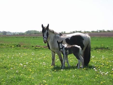 Tinker Engmann´s Chanti Chanel - 4 timer gammel billede 5