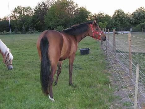 Arabisk fuldblod (OX) Ragina - hmmm, kommer min nye hestemor mon start ud. billede 13