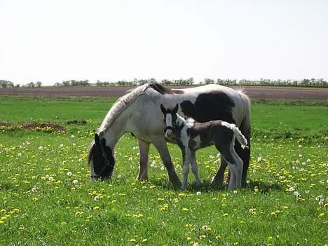Tinker Engmann´s Chanti Chanel - hvad laver du der henne billede 6
