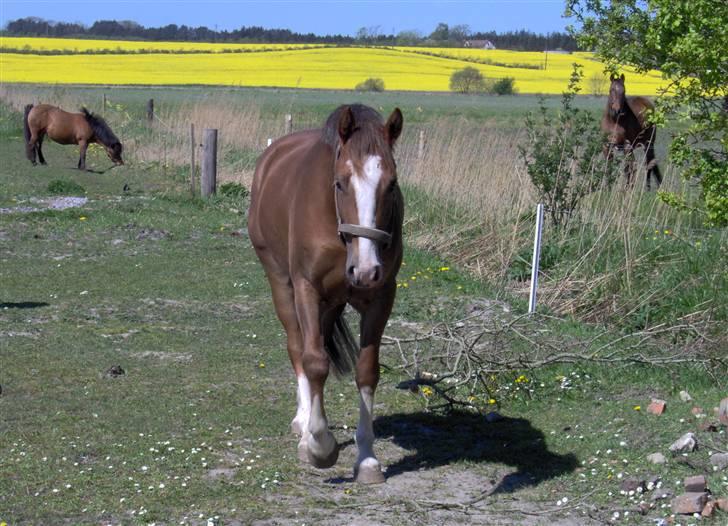 Anden særlig race Pyx Diamond * SOLGT* - Velkommen til pyx´s profil  :o)  billede 1