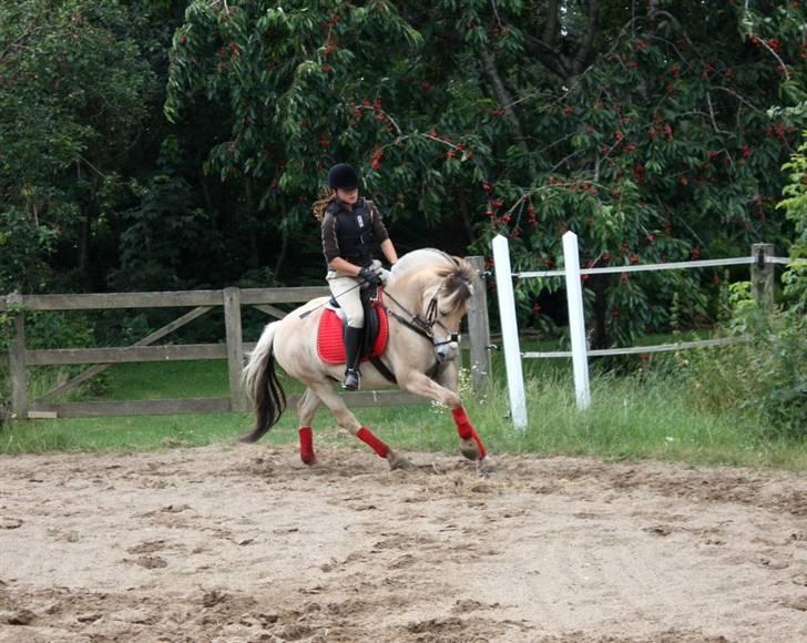 Fjordhest Sonnie -  Galop på vej til et spring. foto: Amalie Hallund billede 9