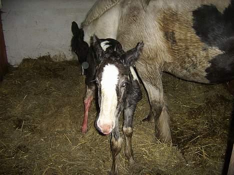 Tinker Engmann´s Chanti Chanel - hvad er det du har der billede 7