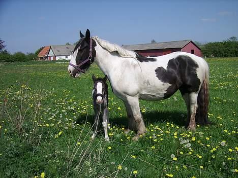 Tinker Engmann´s Chanti Chanel - gemmer mig lige omme bag ved mor billede 8