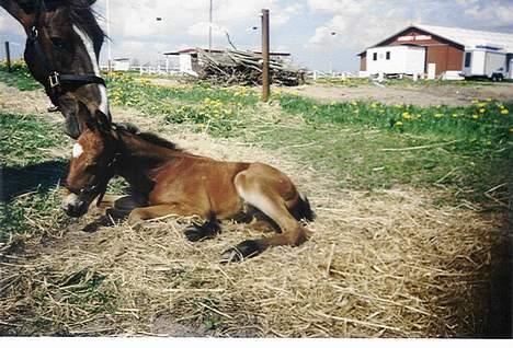 Dansk Varmblod Nørremarkens Pascal *RIP* - Første lur på marken i maj 1997 billede 8