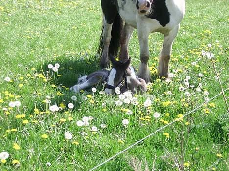 Tinker Engmann´s Chanti Chanel - puh det er hårdt at komme til verden billede 9