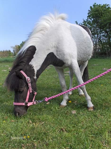 Anden særlig race Flicka Solgt  - Dejlige Flicka..... Velkommen til hendes profil billede 1