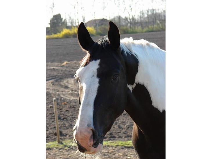 {{currentPhoto.altText}} billede {{currentPhoto.number}}