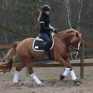 Welsh Cob (sec D) Fredsbos Twandon