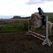 Anden særlig race Musse