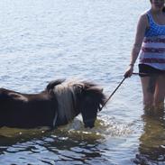 Shetlænder NH Jenny