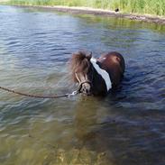 Shetlænder NH Jenny