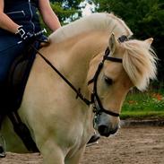 Fjordhest Mosegårdens ikaros