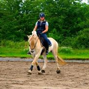 Fjordhest Mosegårdens ikaros