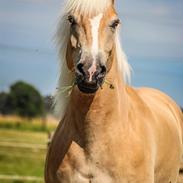 Tyroler Haflinger Nolle 