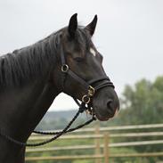 Dansk Varmblod Godthaabs Cassiopeia