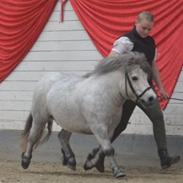 Shetlænder Mentos af hola