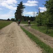 Anden særlig race Gotlandruss gedion 