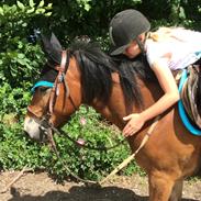Anden særlig race Gotlandruss gedion 