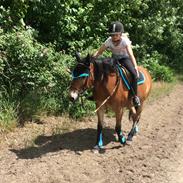 Anden særlig race Gotlandruss gedion 