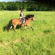 Anden særlig race Gotlandruss gedion 