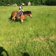 Anden særlig race Gotlandruss gedion 