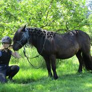 Shetlænder Lizette v. Poelzicht