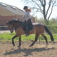 Anden særlig race Bøgeholms Macco