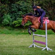 Dansk Varmblod Awesome dilight