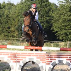 New Forest Romeo`s Isa