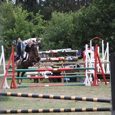 New Forest Romeo´s Hirse