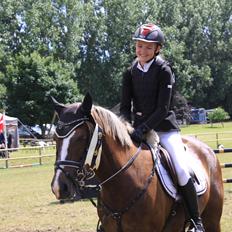 New Forest Romeo´s Hirse