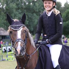 New Forest Romeo´s Hirse