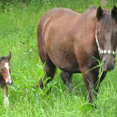 Pinto Randrupmølles jolene 
