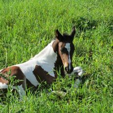 Pinto Randrupmølles jolene 