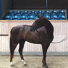 Dansk Varmblod Apollo Hit