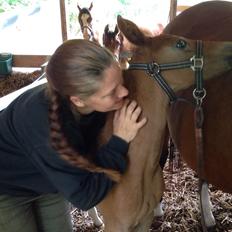 Arabisk fuldblod (OX) Lady Blunt Caiza Pox