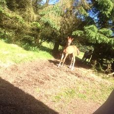 Arabisk fuldblod (OX) Lady Blunt Caiza Pox