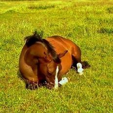 Anglo Araber (AA) Østergaards casiro