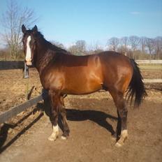 Anglo Araber (AA) Østergaards casiro